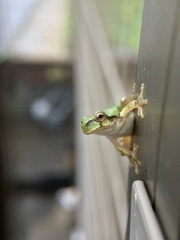 Hyla japonica