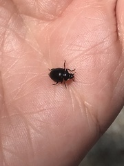 Hippodamia moesta moesta