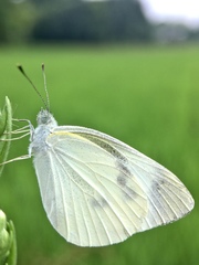 Pieris rapae