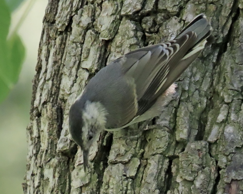 photo of White-breasted Nuthatch (Sitta carolinensis)