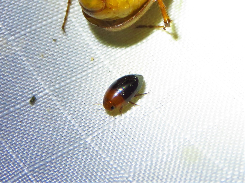 Hydrocanthus atripennis