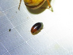 Hydrocanthus atripennis