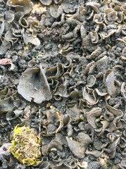 Lathagrium undulatum
