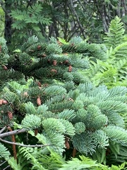 Picea glauca glauca