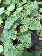 Dioscorea galeottiana