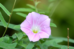 Calystegia hederacea