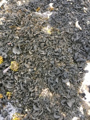 Lathagrium undulatum