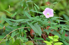 Calystegia hederacea