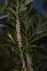 Melaleuca linearifolia