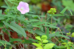 Calystegia hederacea