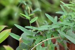 Calystegia hederacea