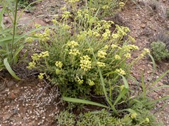 Crassula mesembryanthoides