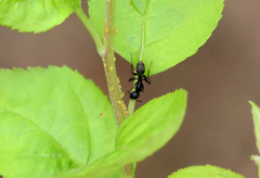 Camponotus japonicus