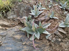 Ledebouria ensifolia