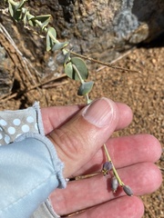 Streptanthus barbatus