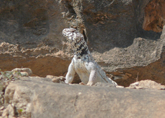Uromastyx benti