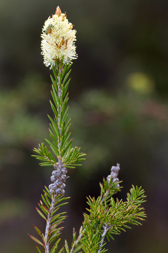 Callistemon pityoides Miq.