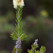 Melaleuca pityoides - Photo (c) quinkin,  זכויות יוצרים חלקיות (CC BY-NC)