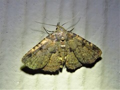 Metalectra quadrisignata