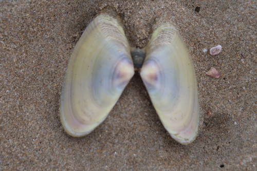Donax serra