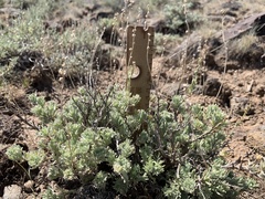 Artemisia papposa