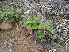 Pelargonium odoratissimum