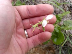 Pelargonium odoratissimum
