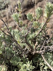 Artemisia papposa
