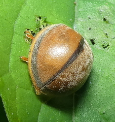 Epilachna cacica