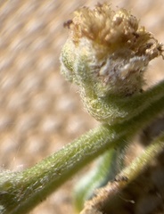 Artemisia papposa