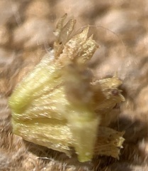 Artemisia papposa