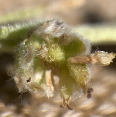 Artemisia papposa