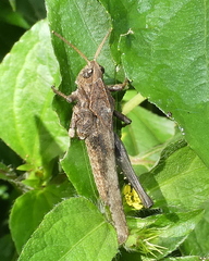 Xyleus discoideus angulatus