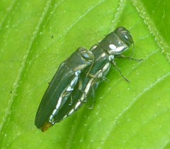 Agrilus bilineatus