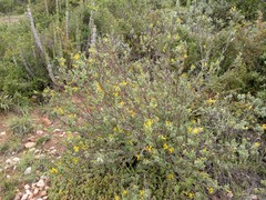 Lasiosiphon meisnerianus