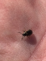 Microtheca ochroloma