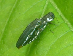 Agrilus bilineatus