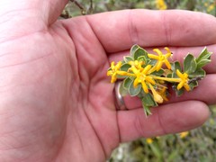 Lasiosiphon meisnerianus