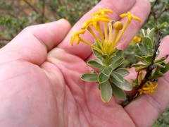 Lasiosiphon meisnerianus