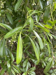 Citharexylum spinosum