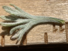 Artemisia papposa