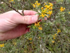 Lasiosiphon meisnerianus