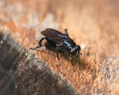 Chalcosyrphus chalybeus