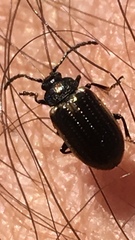 Microtheca ochroloma