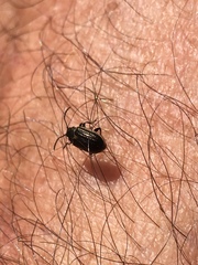 Microtheca ochroloma