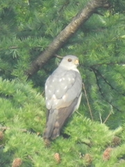 Accipiter soloensis