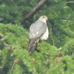 Accipiter soloensis