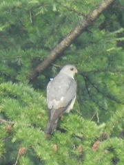 Accipiter soloensis