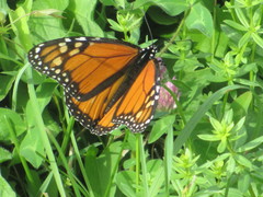 Danaus plexippus