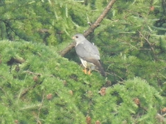 Accipiter soloensis